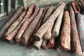 小叶紫檀的经历你不懂！历史上就被重视！图片