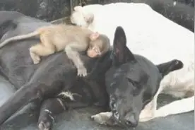 奄奄一息小猕猴被狗狗叼回来，三只狗狗超有爱心各司其责伺候它图片