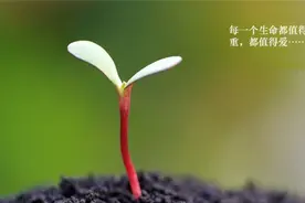 大儿子帮助父亲教训忤逆弟弟，不幸惨遭弟弟当头劈死图片