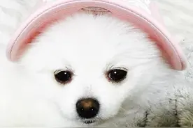 一只白色棉花糖图片