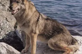 世界三大狼犬纯种值十万:捷克狼犬，中国狼青，还有神秘一种图片