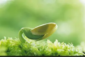 越便宜 越养生---春天养生“三宝”图片