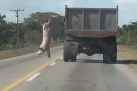 勇敢的猪跳车逃亡，狗坚强失去双腿仍健步如飞—动物也疯狂图片