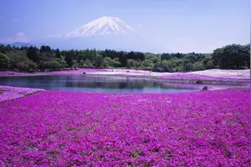 一起游日本岚山!图片