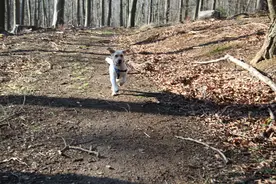 狗哥：德国怎么养狗？快来问月光妹子吧！图片