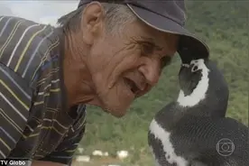 传奇：小企鹅千里远行寻“母亲”图片