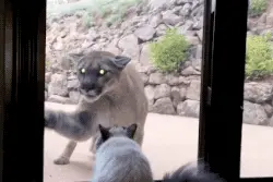 崽崽，我是你麻麻啊，快给我开门啊~我不会吃你的图片