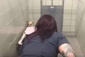 狗妈妈被送到收容所后一直害怕人类，但当抱出她的孩子时让人泪崩图片