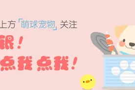 雪地里有一种智障，叫柯基图片