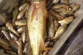 嵊泗地方小，但是嵊泗人拿出来的东西都不小图片