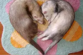 小貂可以当宠物来养啦！宠物“新贵族”被追捧你知道原因么？图片