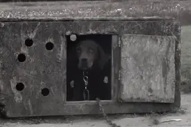 主人离世形同被遗弃的拉布拉多犬 找到新家后开心得不停撒娇亲人图片