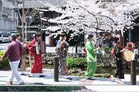 我看 看齐藤亮一镜头下日常的樱花，清平世界朗朗乾坤的美丽图片