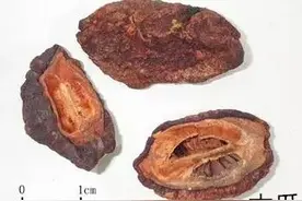 木瓜可治疗风湿热图片
