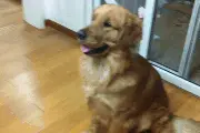 看到别人家的金毛会叼袜子的，我也回家试了下，结果。。。。。图片
