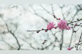 4月里有哪些生肖桃花朵朵开图片