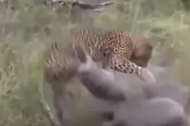 花豹捕食豪猪，竟然被豪猪撞飞！图片