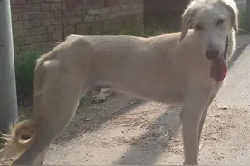 中国本土奔跑速度最快狗：山东细犬，健硕优美不输国际名犬图片