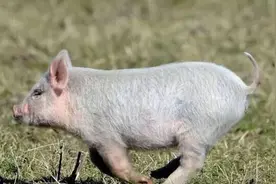 如果这都不算爱：一只和羊私奔的猪图片