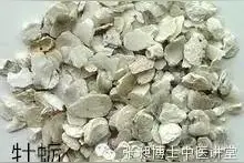 胃及十二指肠溃疡用牡蛎图片