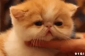 萌娃与萌宠 熊孩子与宠物之间不得不说的故事图片