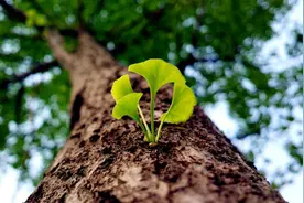我欲乘风归去，梦里醉享人间图片
