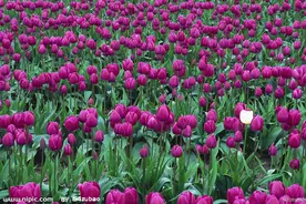 这些身份证尾数的人，命中显贵发财是迟早的事图片