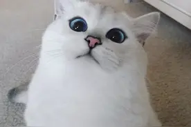 “世界最美猫”，像是在画上的一样，刹那间就飘了下来~图片