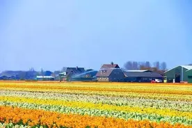 跟“海”的邂逅——花海的震撼 郁金香图片