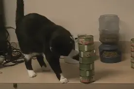 喵星人绝对是世界上最手贱的生物!图片