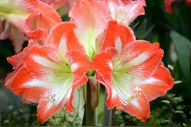 什么手机尾号的人旺运，保一辈子出入平安 亲财避害财多富贵图片