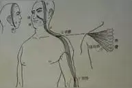 跟我学中医 | 经络中的经筋、皮部图片