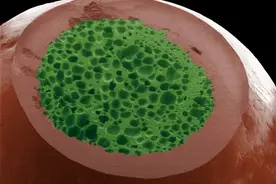 萌物，日常美食在显微镜下的细节，图片