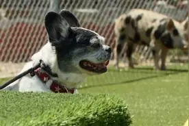 用无辜的猪来陪练喜欢开口咬的狗，著名训犬师惹众怒了图片