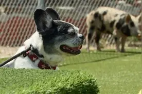 用无辜的猪来陪练喜欢开口咬的狗，著名训犬师惹众怒了图片