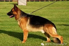 德国牧羊犬颜色的划分图片