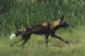 濒临灭绝的非洲野犬图片