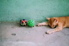 养猫是一种怎样的体验？图片