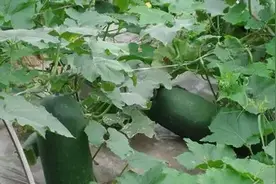 蔬果也可当药用——冬瓜皮图片