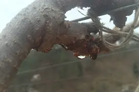 四张图告诉你猕猴桃果树是怎么萌芽的图片