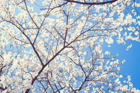 无樱花不春天：常见樱花完全鉴别手册（上）图片