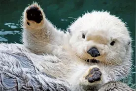 海獭害羞的小秘密，毛茸茸的腋下居然可以藏这么多东西图片