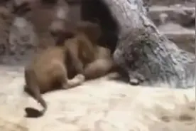 监控实拍狮子夫妻吵架，雄狮杀死母狮图片