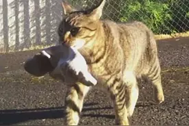 惊人！这只惯窃猫的主人是警察，有一天它竟偷回一袋大麻给主人图片