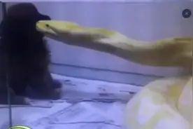 居然有人将泰迪狗丢给黄金蟒吞食，画面残忍！图片