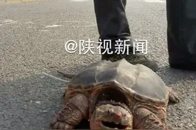路遇男子售卖“神龙龟” 专家提醒实为鳄龟有危害！图片