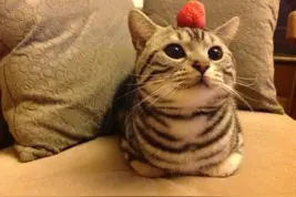 为什么现在的喵星人都不抓老鼠了，甚至和老鼠们和睦相处图片