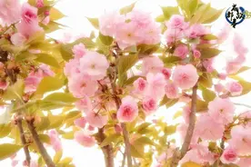 对不起，我沉醉在这里的“花花世界”了！图片