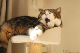 猫咪也有惯用手！可爱实验秒测你家猫是左撇子还是右撇子图片