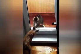 猫咪和狗狗隔着玻璃门打架，场面还很激烈呢！图片